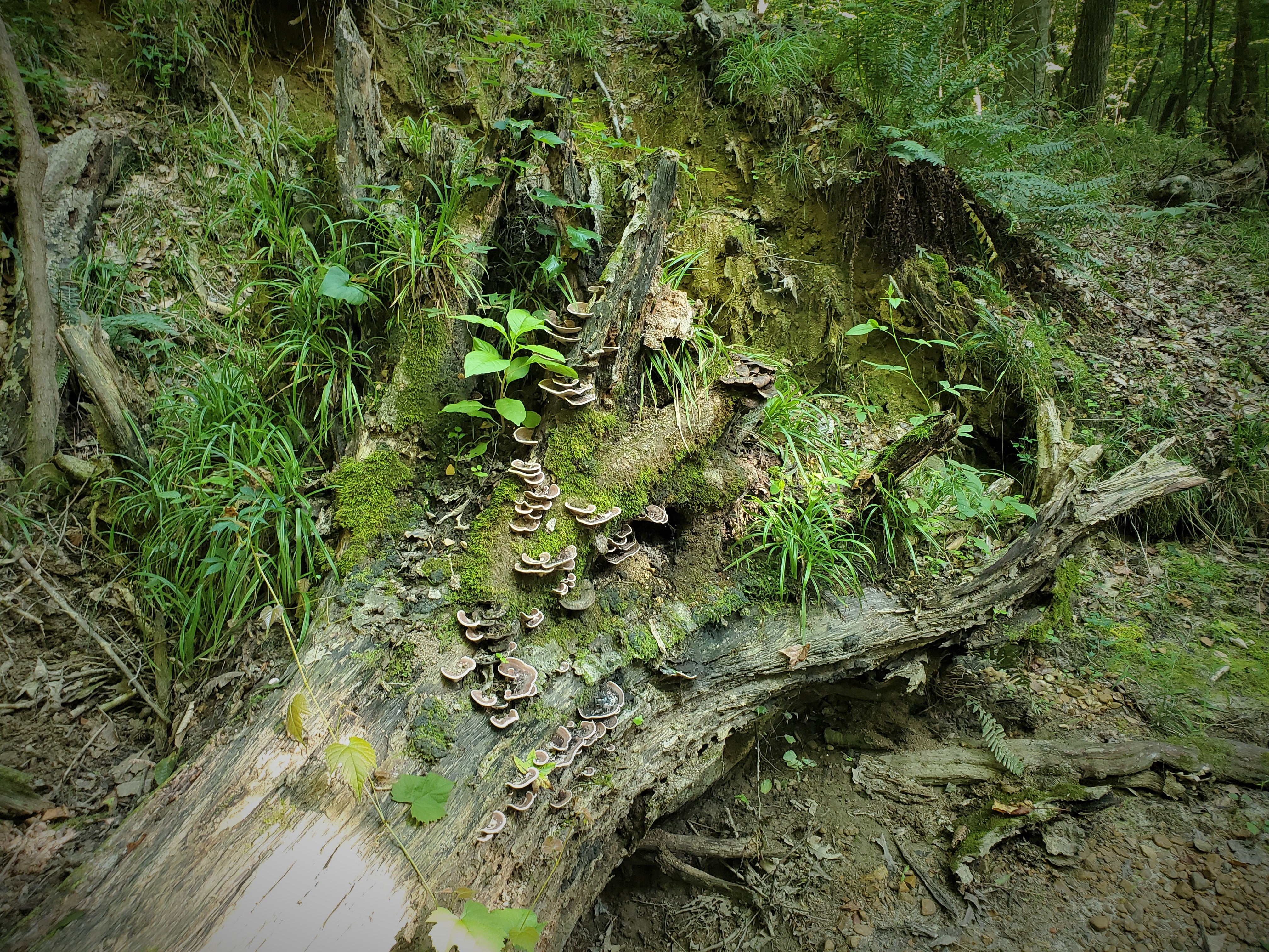 The remains of the root ball of a fallen tree lies at the base of a hill. The root ball has moss, mushrooms, grass, and plants growing on it.